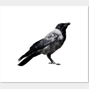 Dramabite Watercolor crow Posters and Art